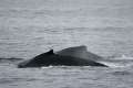 Humpback Whales